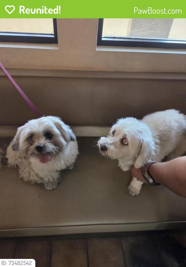 Reunited Female Dog last seen 43rd Ave Animal hosp, Glendale, AZ 85304