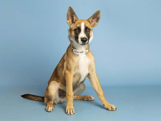 Shelter Stray Male Dog last seen W ENCANTO BLVD & N 91ST AVE, 5501 E Van Buren St, Phoenix, AZ 85008, USA