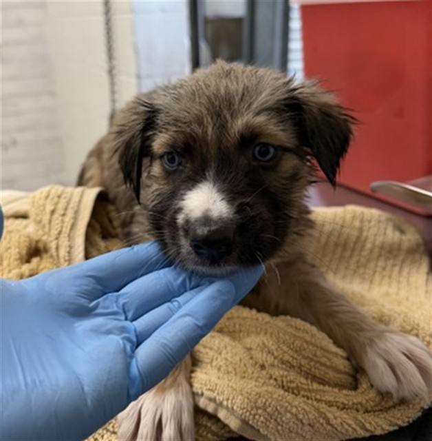 Shelter Stray Female Dog last seen FOUND AT SHELTER FRONT GATE, 333 Chandler Pl, San Bernardino, CA 92408, USA