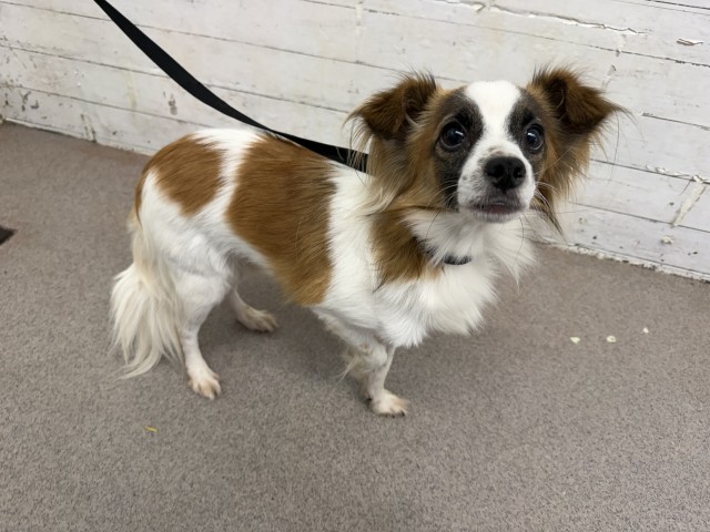 Shelter Stray Male Dog last seen W BONNIE VIEW DR & BONITA LN, RIALTO, CA, 92376, USA, 333 Chandler Pl, San Bernardino, CA 92408, USA