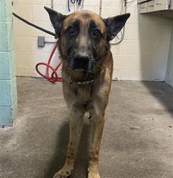 Shelter Stray Male Dog last seen 73RD ST & VANDENBERG DR, 2127 Front St, Sacramento, CA 95818, USA