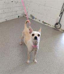 Shelter Stray Female Dog last seen BARBEE X EUGENIA, 333 Chandler Pl, San Bernardino, CA 92408, USA