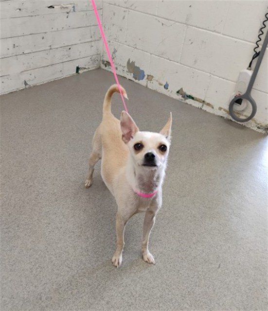 Shelter Stray Female Dog last seen BARBEE X EUGENIA, 333 Chandler Pl, San Bernardino, CA 92408, USA