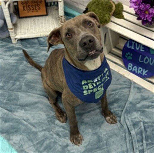 Shelter Stray Male Dog last seen Near BLOCK 32ND ST, DETROIT MI 48210, 1431 E Ferry St, Detroit, MI 48211, USA