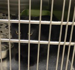 Shelter Stray Female Cat last seen Near BLOCK S 4800 W, WEST VALLEY CITY UT 84120, 4522 W 3500 S, West Valley City, UT 84120, USA