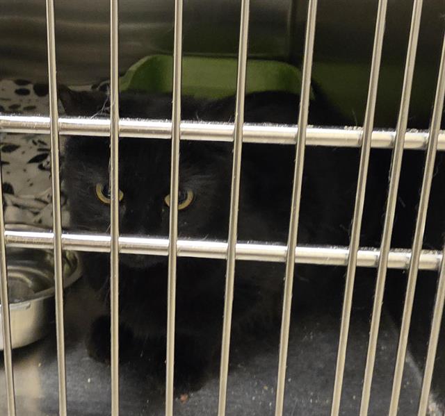 Shelter Stray Female Cat last seen Near BLOCK S 4800 W, WEST VALLEY CITY UT 84120, 4522 W 3500 S, West Valley City, UT 84120, USA