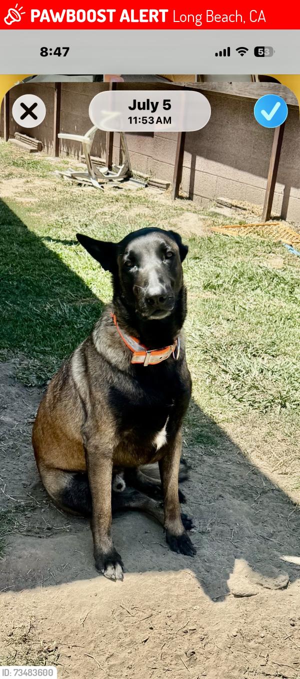 Lost Male Dog last seen Jack in the box on Long Beach Blvd, Long Beach, CA 90805