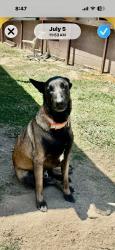 Lost Male Dog last seen Jack in the box on Long Beach Blvd, Long Beach, CA 90805