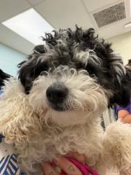 Shelter Stray Male Dog last seen BRIGHTON RD AND 120TH PKWY, 12155 Park Blvd, Brighton, CO 80601, USA