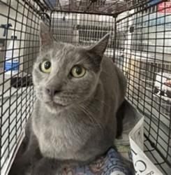 Shelter Stray Female Cat last seen , 957 N Gaffey St, San Pedro, CA 90731, USA