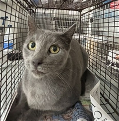 Shelter Stray Female Cat last seen , 957 N Gaffey St, San Pedro, CA 90731, USA