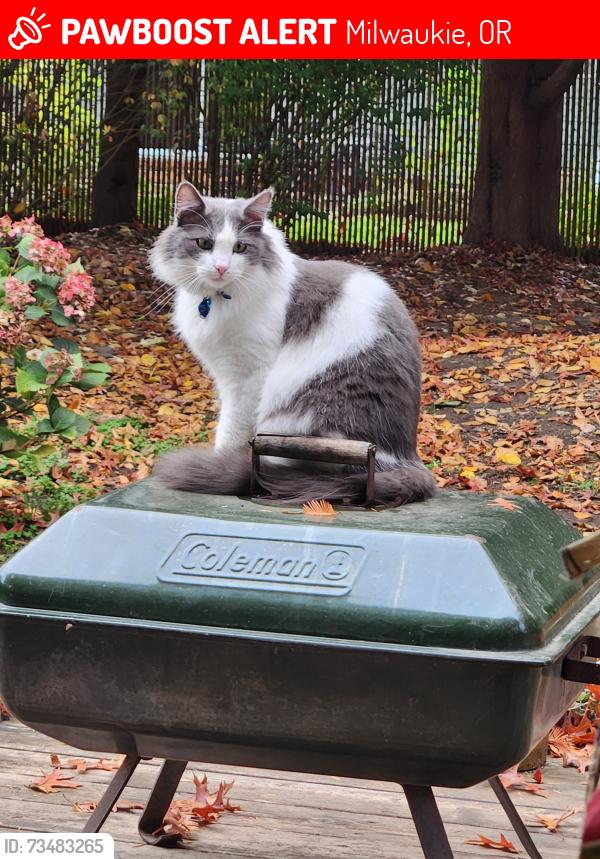 Lost Male Cat last seen King and 49th ave, Milwaukie, OR 97222