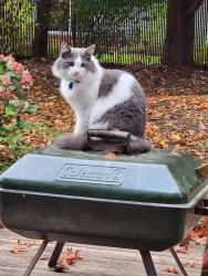 Lost Male Cat last seen King and 49th ave, Milwaukie, OR 97222