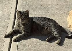 Lost Male Cat last seen Near wildflower Ln Greenwood IN, Greenwood, IN 46143