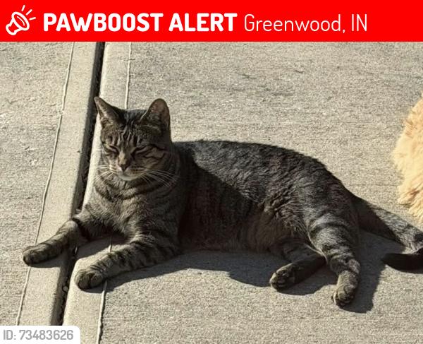 Lost Male Cat last seen Near wildflower Ln Greenwood IN, Greenwood, IN 46143