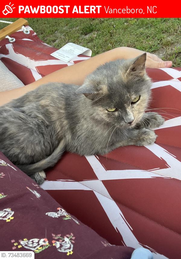 Lost Female Cat last seen Cleve st and white st, Vanceboro, NC 28586