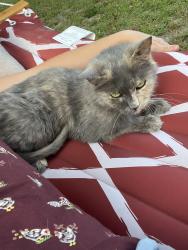Lost Female Cat last seen Cleve st and white st, Vanceboro, NC 28586