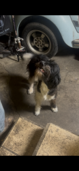 Lost Male Dog last seen Fullerton Municipal airport, Fullerton, CA 92833