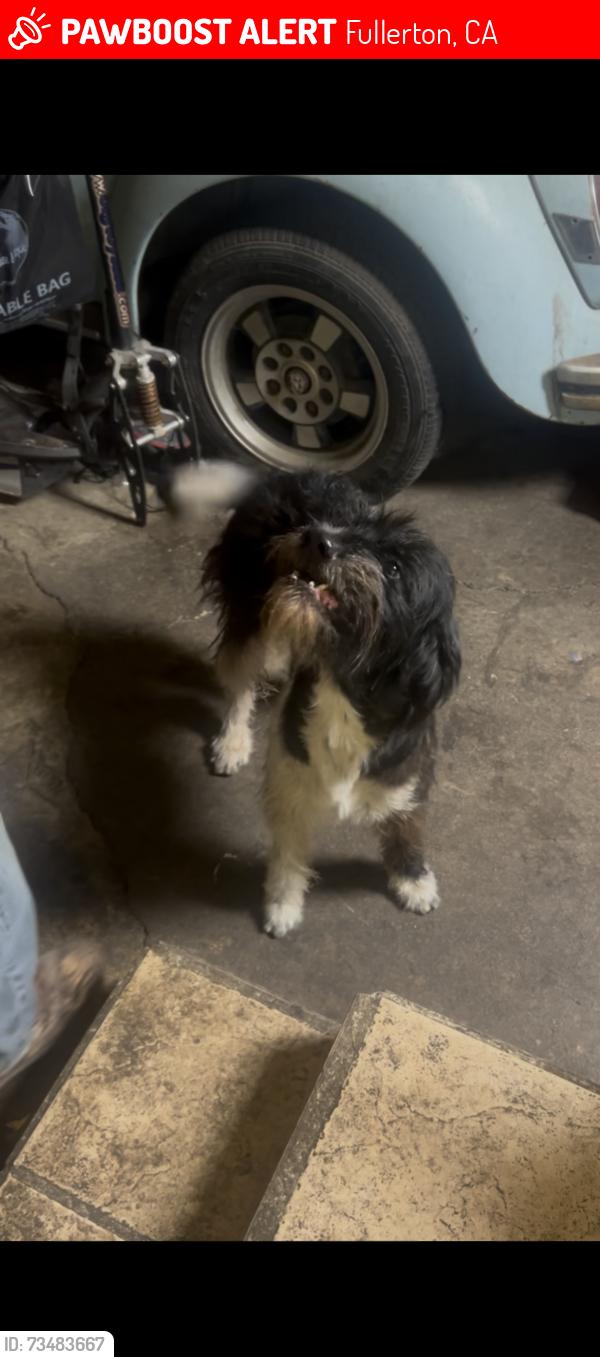 Lost Male Dog last seen Fullerton Municipal airport, Fullerton, CA 92833