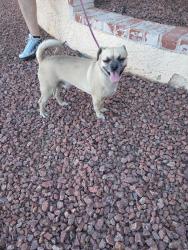 Found/Stray Male Dog last seen Teneya and Gowan, Las Vegas, NV 89129