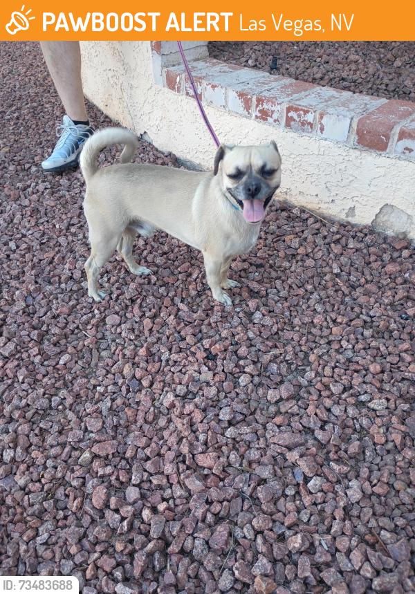 Found/Stray Male Dog last seen Teneya and Gowan, Las Vegas, NV 89129
