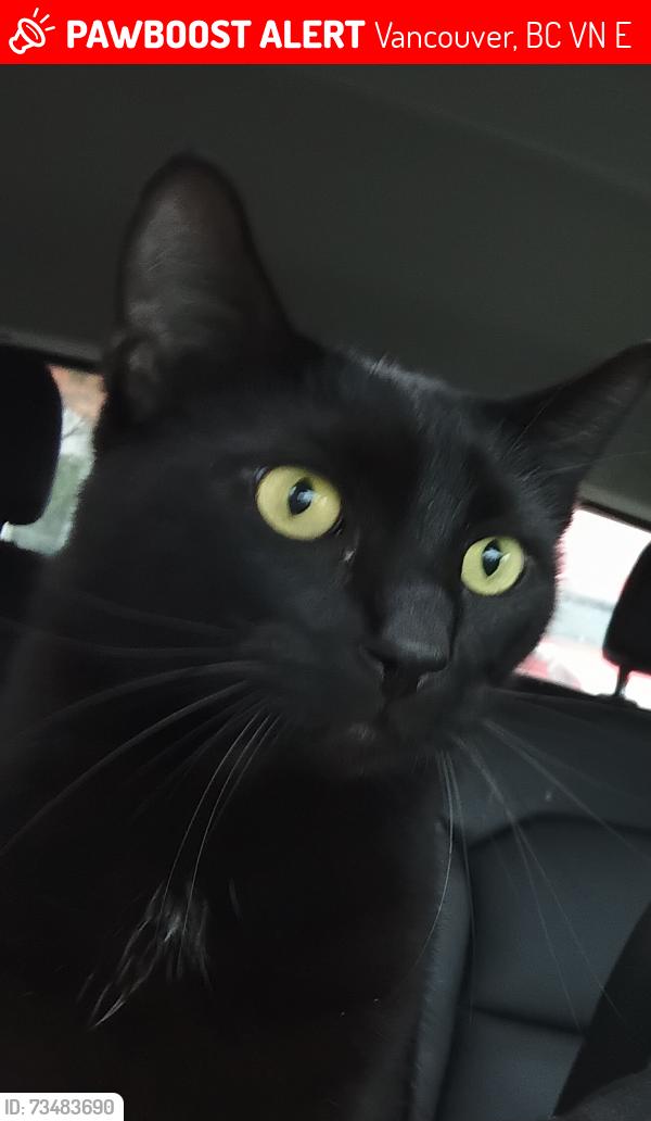 Lost Male Cat last seen Clark park, Vancouver, BC V5N 2E7