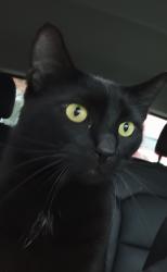 Lost Male Cat last seen Clark park, Vancouver, BC V5N 2E7