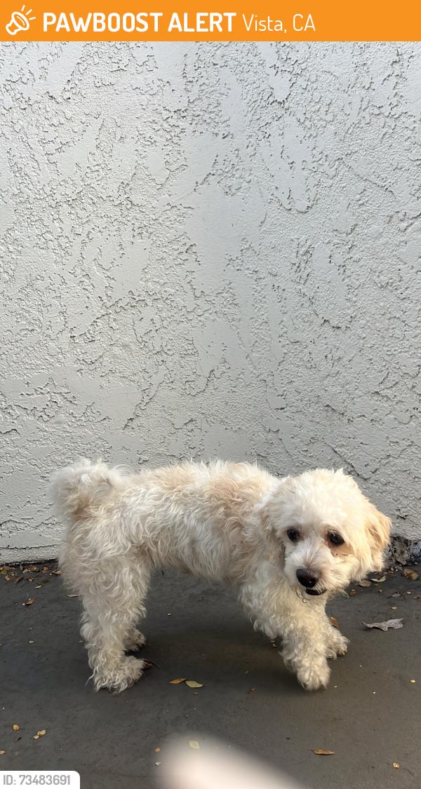 Found/Stray Unknown Dog last seen Near waterleaf apmts, Vista, CA 92056