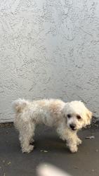 Found/Stray Unknown Dog last seen Near waterleaf apmts, Vista, CA 92056