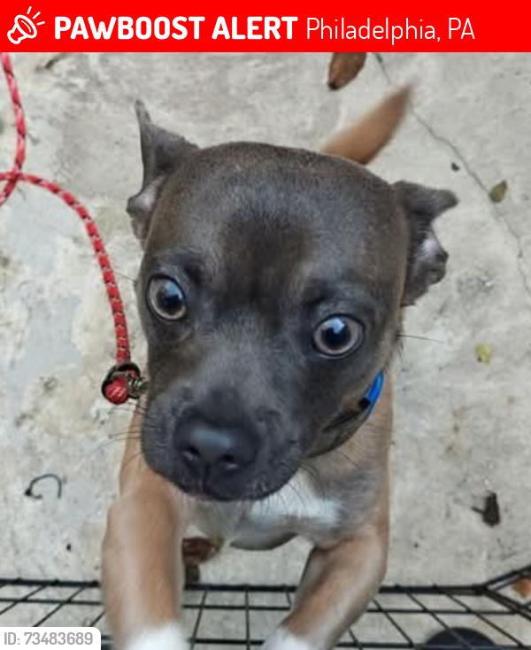 Lost Male Dog last seen Amber street, Philadelphia, PA 19134