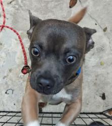 Lost Male Dog last seen Amber street, Philadelphia, PA 19134