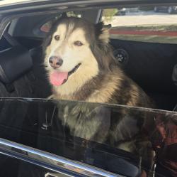 Reunited Male Dog last seen Division between Ave. L & Ave. K, Lancaster, CA 93535