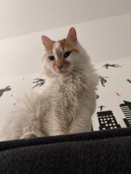Reunited Male Cat last seen Near Tamarron Crossing, Fulshear, TX 77441., Fort Bend County, TX 77423
