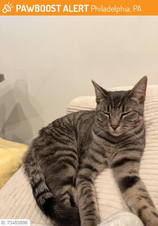 Found/Stray Male Cat last seen Founding fathers bar, Philadelphia, PA 19145