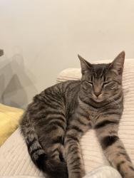 Found/Stray Male Cat last seen Founding fathers bar, Philadelphia, PA 19145