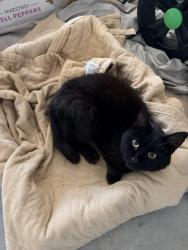 Found/Stray Female Cat last seen State St & eagle rd, Eagle, ID 83713