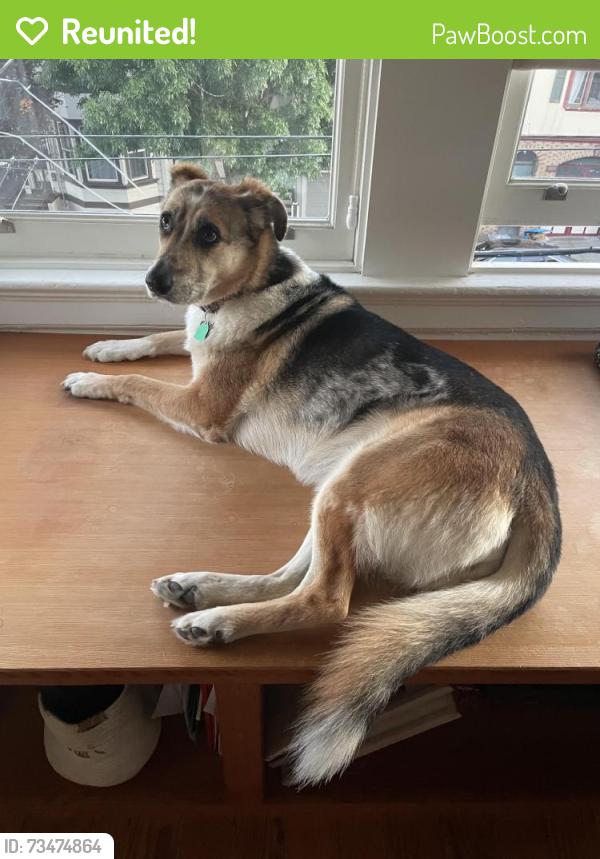 Reunited Female Dog last seen Valley & Dolores, San Francisco, CA 94131