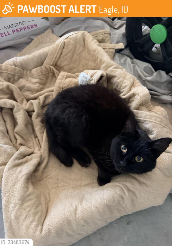 Found/Stray Female Cat last seen State St & eagle rd, Eagle, ID 83713
