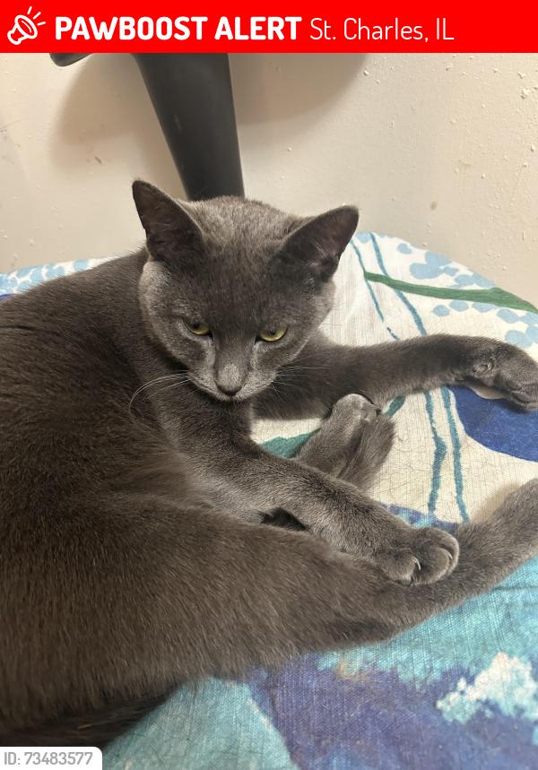 Lost Female Cat last seen Geneva road & kellar, St. Charles, IL 60174