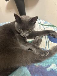 Lost Female Cat last seen Geneva road & kellar, St. Charles, IL 60174