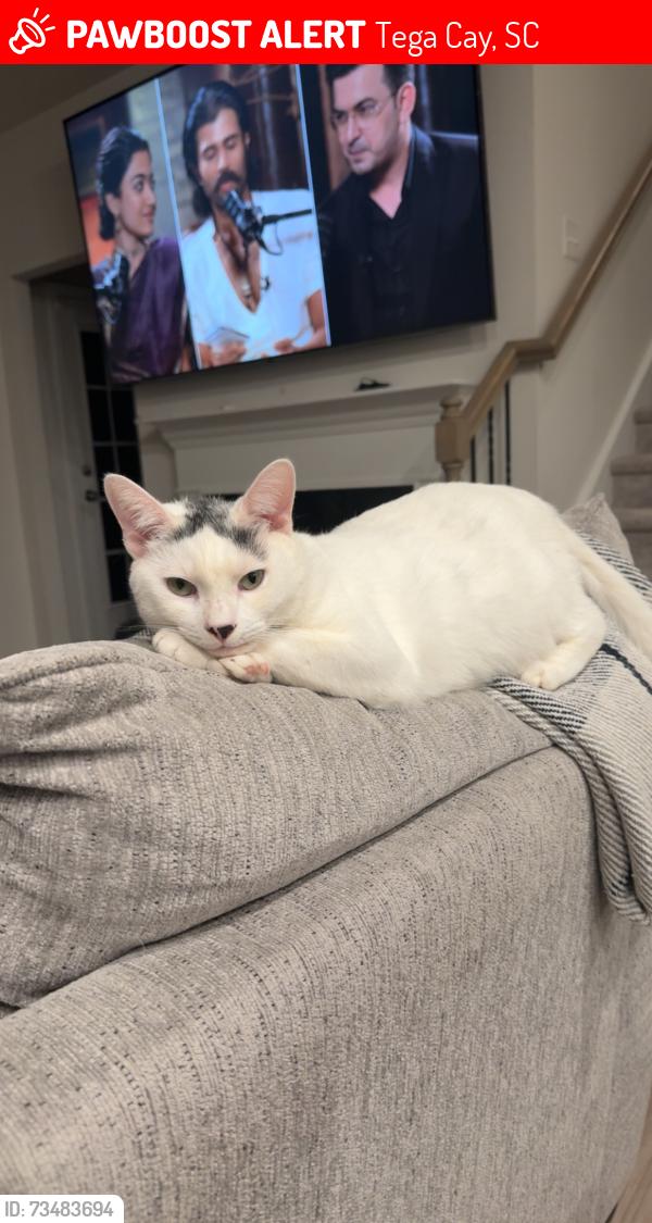 Lost Male Cat last seen Windhaven ln, Tega Cay, SC 29708