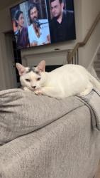 Lost Male Cat last seen Windhaven ln, Tega Cay, SC 29708