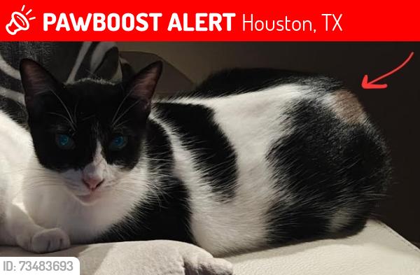 Lost Male Cat last seen Austin Street @ Rosedale (Museum District), Houston, TX 77004