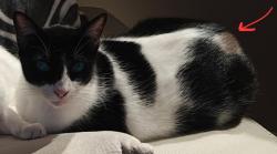 Lost Male Cat last seen Austin Street @ Rosedale (Museum District), Houston, TX 77004