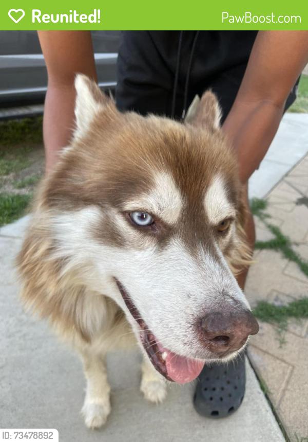 Reunited Male Dog last seen Arrow & banana, Fontana, CA 92337
