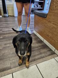Found/Stray Unknown Dog last seen Near N Longview, Longview, TX 75601