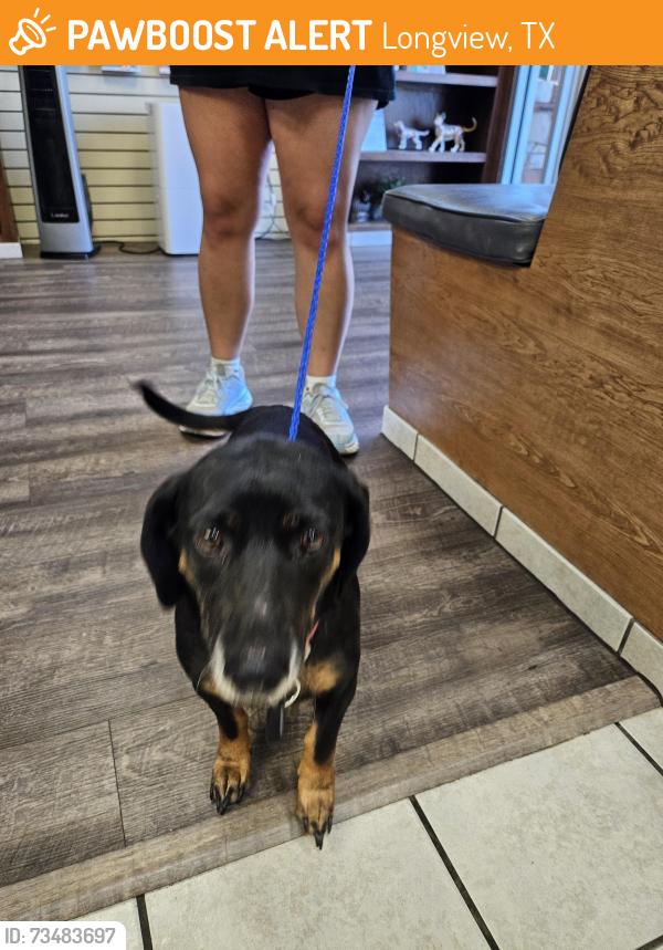 Found/Stray Unknown Dog last seen Near N Longview, Longview, TX 75601