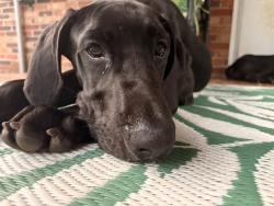 Reunited Male Dog last seen Near greenway drive Union sc, Union, SC 29379