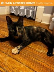 Shelter Stray Female Cat last seen Near Denmore Ave, 21215, MD, 2490 Giles Rd, Baltimore, MD 21225, USA