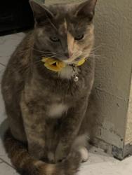 Lost Female Cat last seen El Monte & La Vista Ct in Oakley, CA, Oakley, CA 94561